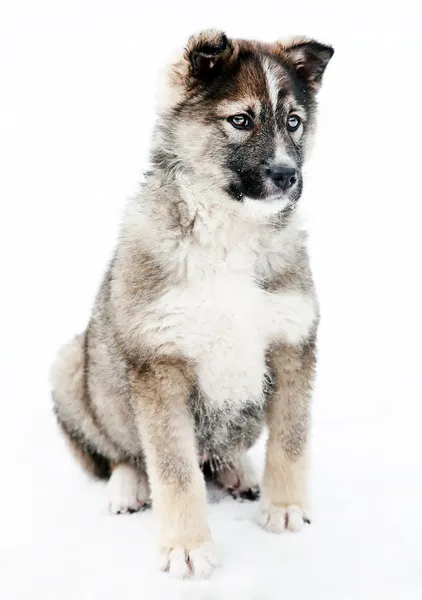 Puppy shepherd dog portrait — Stock Photo, Image