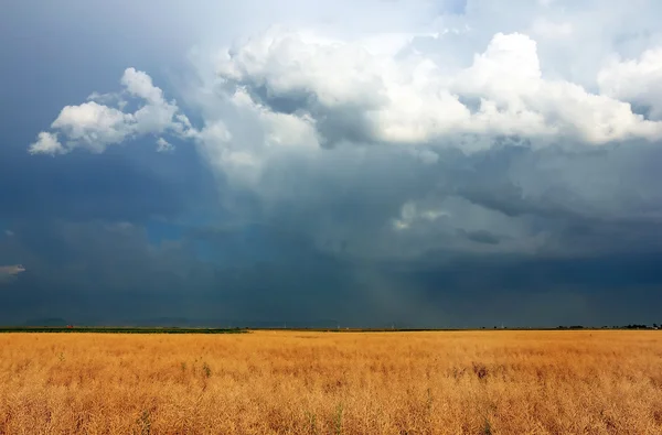 뒤에 구름낀 하늘이 있는 황금빛밀 밭 — 스톡 사진