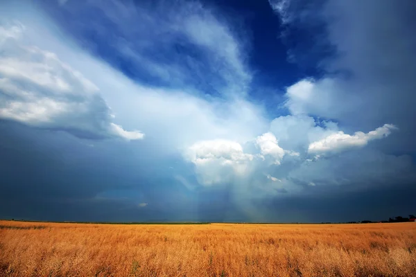 Golden wheat field with cloudy sky in background — Stock Photo, Image