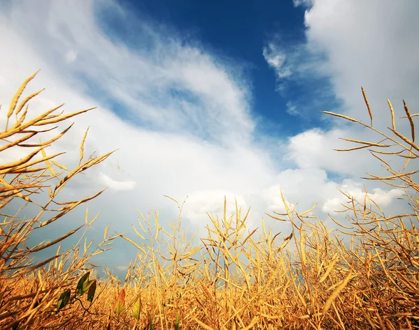 Золоте пшеничне поле з похмурим небом на фоні — стокове фото