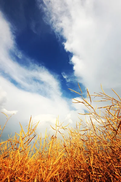 Χρυσό πεδίο σιτάρι με συννεφιασμένο ουρανό στο παρασκήνιο — Φωτογραφία Αρχείου