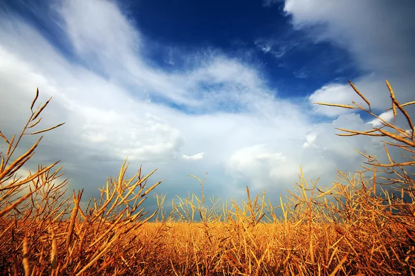 Arkaplanda bulutlu gökyüzü olan altın buğday tarlası — Stok fotoğraf
