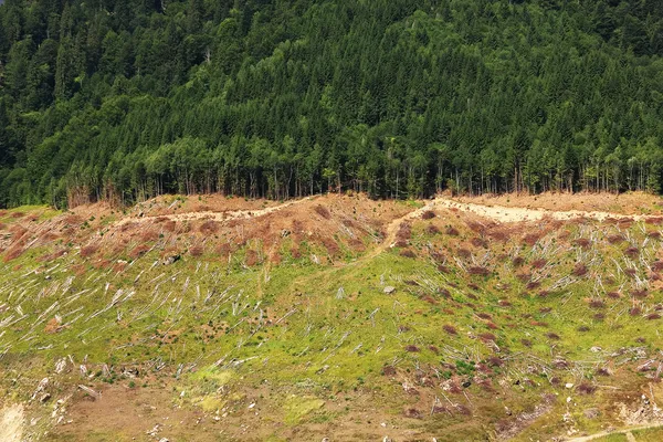 Dağ çiçekleri retezat Milli Parkı, Romanya — Stok fotoğraf