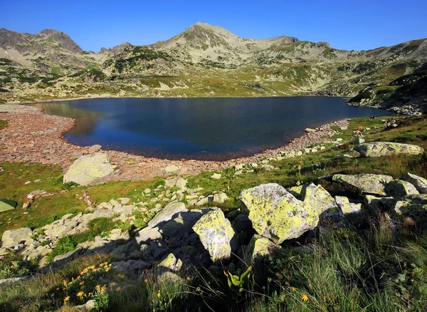 Bergblumen im Nationalpark retezat, Rumänien — Stockfoto