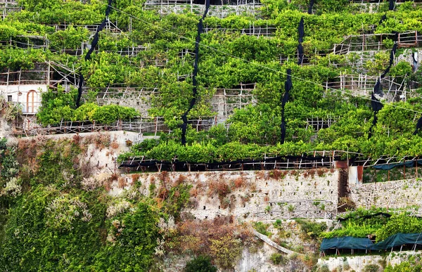 Huerto de limón en la costa de Amalfi, Italia, Europa —  Fotos de Stock