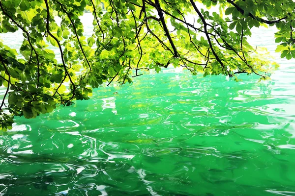 Абстрактне листя драпірування на поверхні води — стокове фото