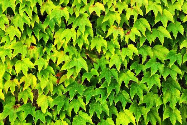 Hojas verdes fondo —  Fotos de Stock