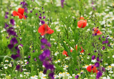 bahar çiçekleri olan bir alana resim