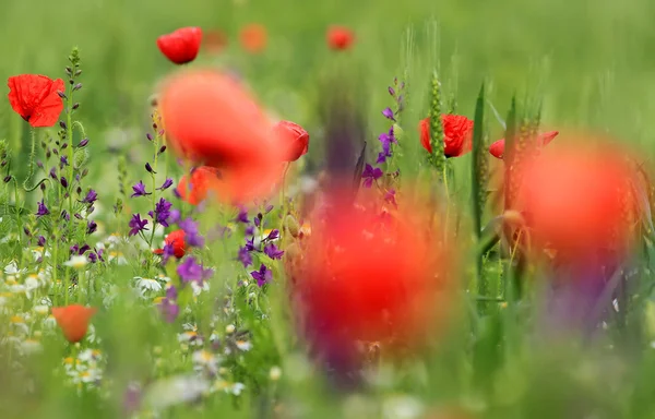 Imagen de un campo con flores de primavera — Foto de Stock