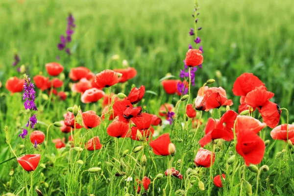 Imagen de un campo con flores de primavera — Foto de Stock