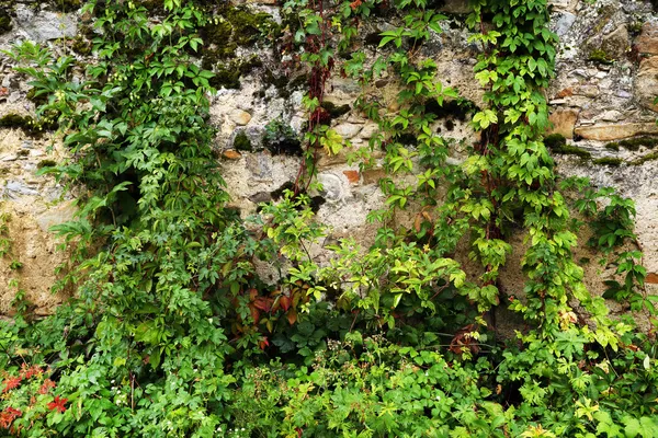 Alte Mauer von Vegetation bedeckt — Stockfoto