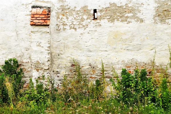 Stará zeď pokrytou vegetací — Stock fotografie