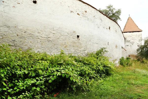 Vecchia parete ricoperta di vegetazione — Foto Stock
