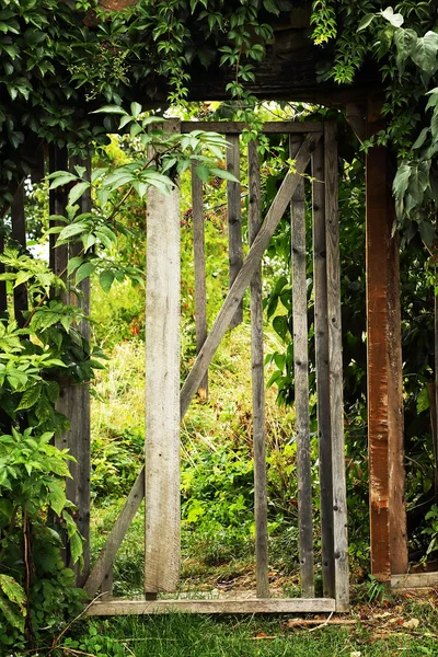 Old wooden door covered by vegetation — Stock Photo, Image