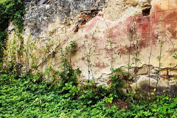 Parede velha coberta por vegetação — Fotografia de Stock