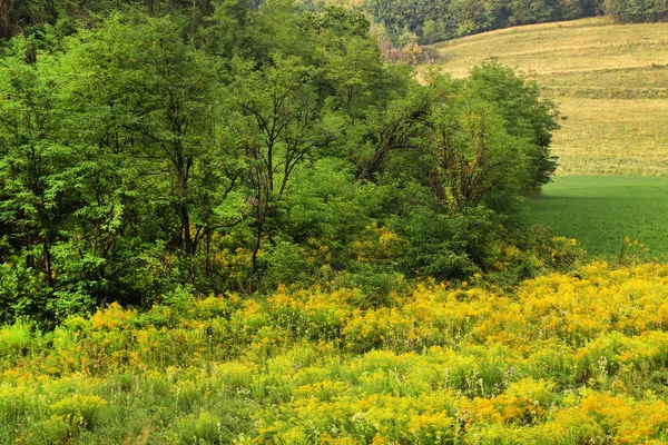 Vista panorámica del paisaje típico de la Toscana, Italia — Foto de Stock