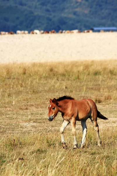 Horse on a meadow — Stock Photo, Image