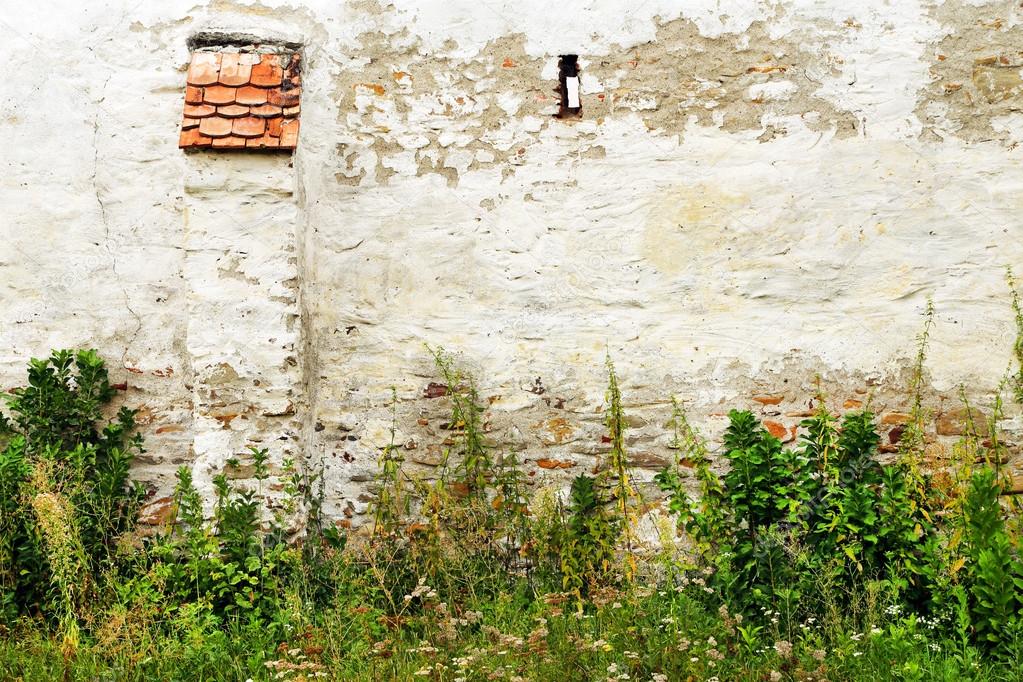 Old wall covered by vegetation