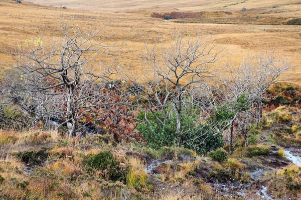 Cuilin dağlarında sonbahar renkleri — Stok fotoğraf