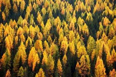 herfst kleuren in hooglanden