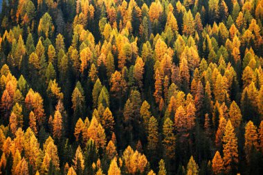 herfst kleuren in hooglanden