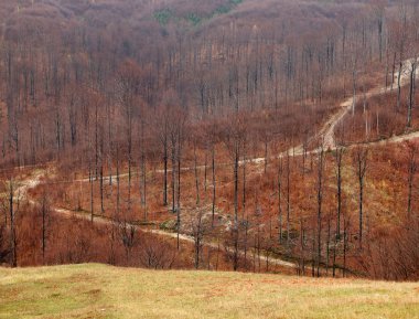 sonbahar orman karışık