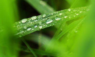 Küçük Bitkiye Yağmur Damlaları