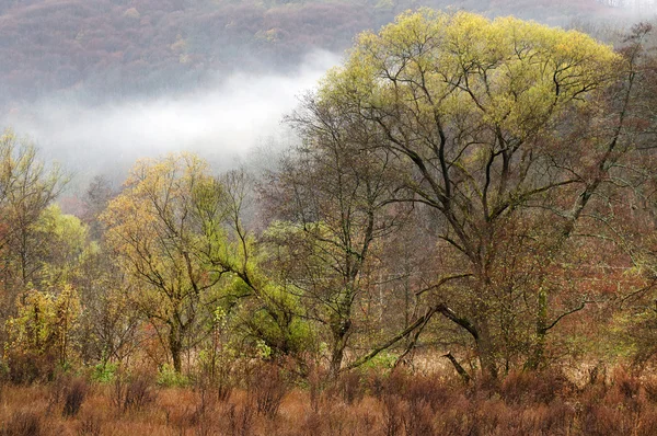 Niebla en el bosque — Foto de Stock