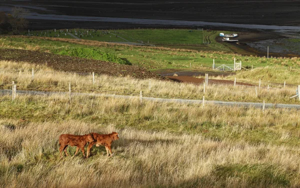 Autumn colours in Highlands — Stock Photo, Image