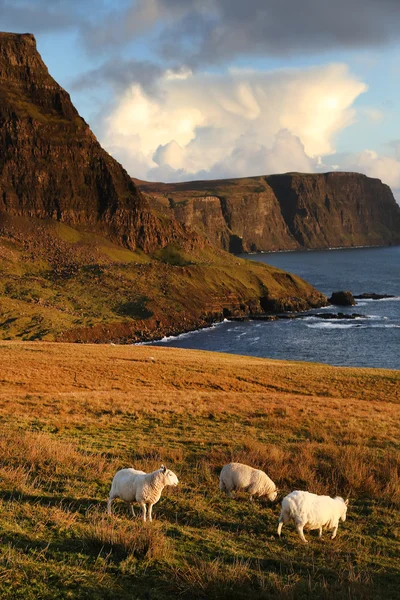 Овцы и береговая линия — стоковое фото