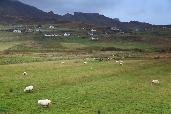 Catlle na Ilha de Skye — Fotografia de Stock