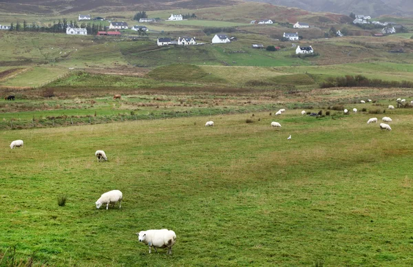 Catlle na wyspie skye — Zdjęcie stockowe