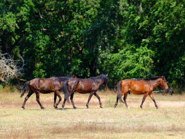 Letea Ormanı, Tulcea Bölgesi, Romanya. Tuna Deltası 'nda vahşi atlar. Letea 'nın doğal rezervasyonu.