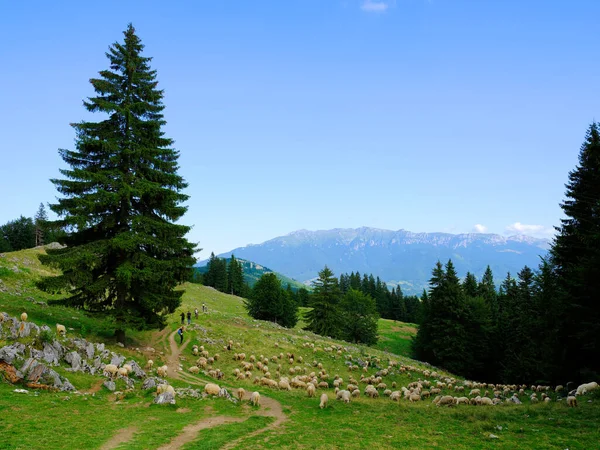 루마니아 의산등 — 스톡 사진
