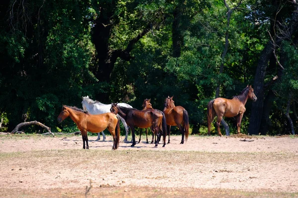 Letea Forest Tulcea County Romania Wild Horses Danube Delta Natural — Stock Photo, Image