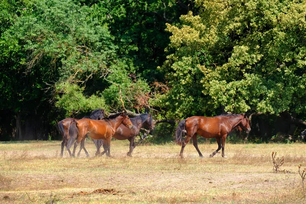 Las Letea Okręg Tulcea Rumunia Dzikie Konie Delcie Dunaju Naturalny — Zdjęcie stockowe