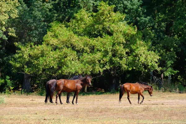 Letea Forest Tulcea County Romania Wild Horses Danube Delta Natural — Stock Photo, Image