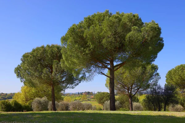 Vista Panoramica Del Tipico Paesaggio Toscano — Foto Stock