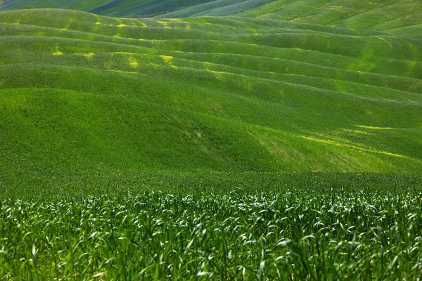 Vista Panorámica Del Paisaje Típico Toscana — Foto de Stock