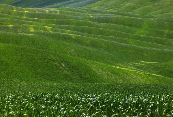 Vista Panorámica Del Paisaje Típico Toscana —  Fotos de Stock