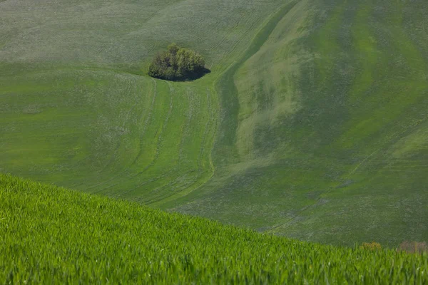 Сценічний Вид Типовий Пейзаж Тоскани — стокове фото