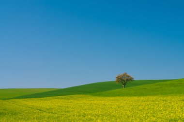 Tecavüz alanındaki ağaç