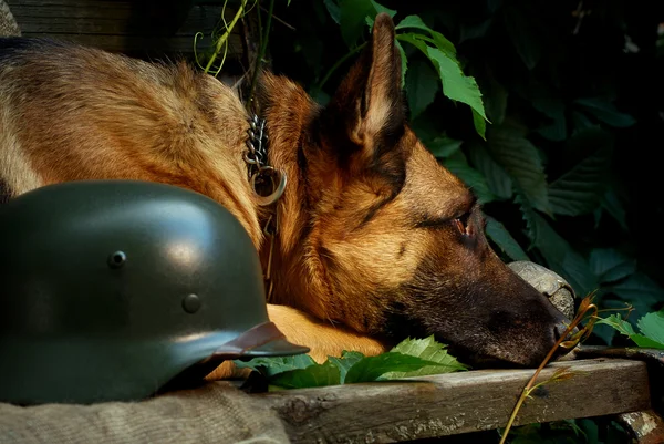 Portrait of an adult German Shepherd with soldier's helmet — Stock Photo, Image