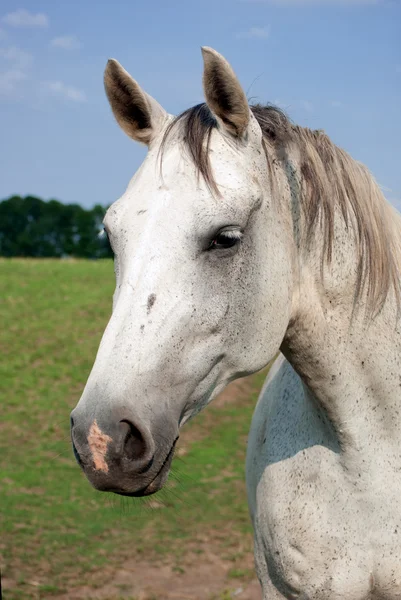 Retrato de un caballo blanco —  Fotos de Stock