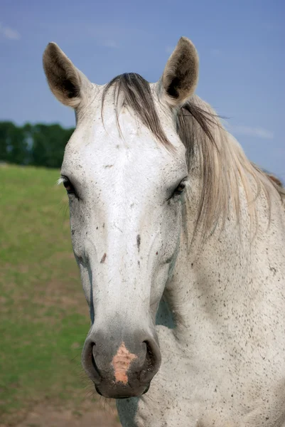 Retrato de un caballo blanco —  Fotos de Stock