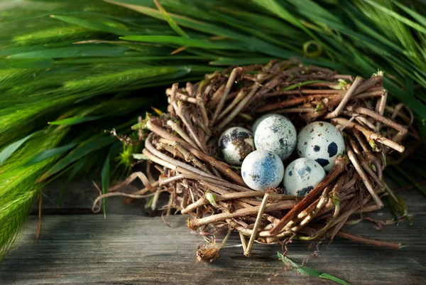 Œufs de caille dans un nid — Photo