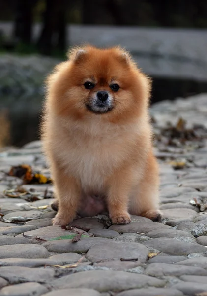 Cão da Pomerânia — Fotografia de Stock