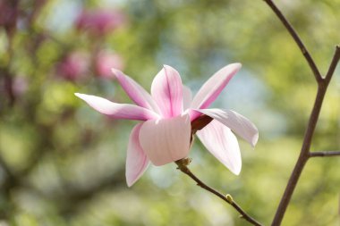 Güzel manolya ağacı bahar çiçekleri. Jentle Manolya çiçek karşı günbatımı ışığı.