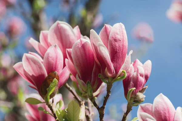 Όμορφη magnolia δέντρο άνθη την άνοιξη. Jentle magnolia λουλούδι κατά το φως του ηλιοβασιλέματος. — Φωτογραφία Αρχείου