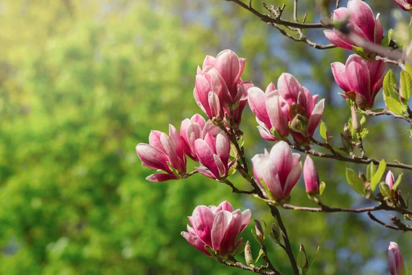 Όμορφη magnolia δέντρο άνθη την άνοιξη. Jentle magnolia λουλούδι κατά το φως του ηλιοβασιλέματος. — Φωτογραφία Αρχείου